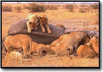 Botswana Safari Holiday