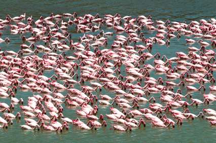 Flamingo flock at Nogorongor Crater