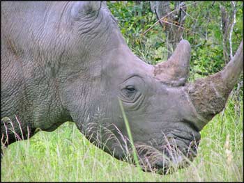 white rhino stare