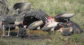 Vultures - Â©Kenneth Bryant