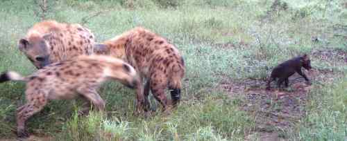 Baby spotted hyena and family