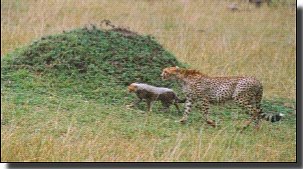 Cheetah and cub