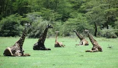 Giraffes - ©Kenneth Bryant