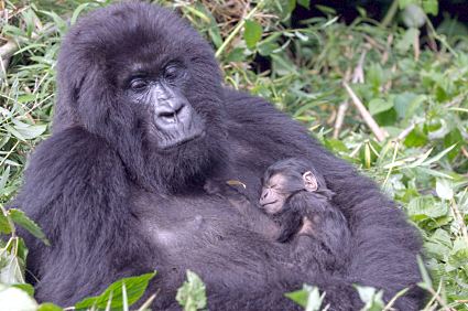 Gorilla mom with baby