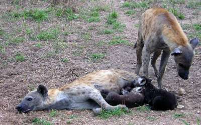 hyena pups drinking milk