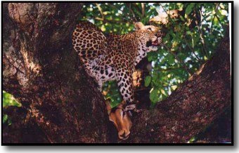 Leopard picture