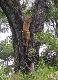 Leopard with prey, Londolozi