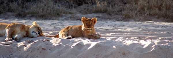 Lion cub and mum at Edeni