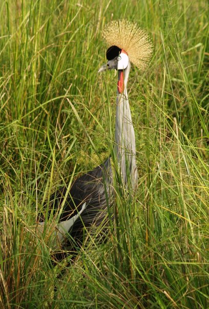 Crowned crane ©Erin Lubeck