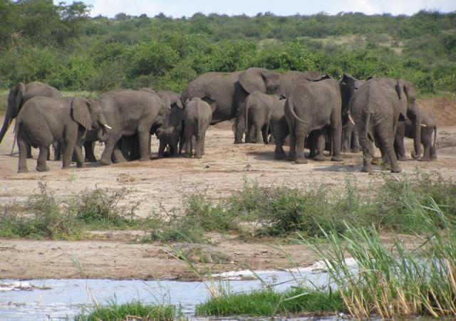 Elephants in Queen Elizabeth