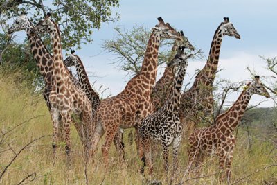 Africa Dream Safaris Review