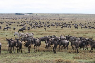 Magnificent migration