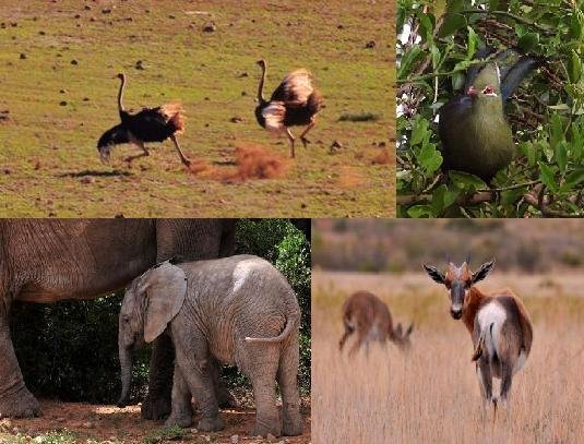 More Addo animals