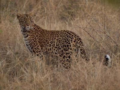 At Sabi Sands