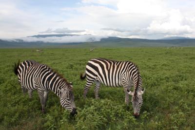 Zebra pair