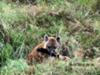 Hyena chewing on bones - Masai Mara