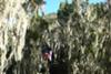 Giant Heather & Spanish Moss (Usnea)