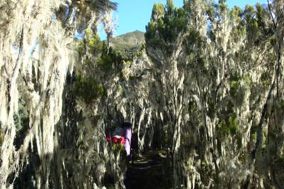 Giant Heather & Spanish Moss (Usnea)