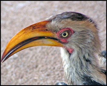 Yellow-billed hornbill   © www.african-safari-journals.com