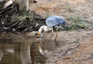 Heron fishing