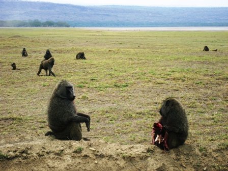 Baboon meal