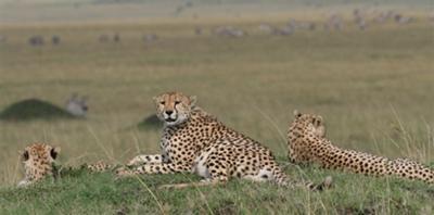 Three cheetah brothers