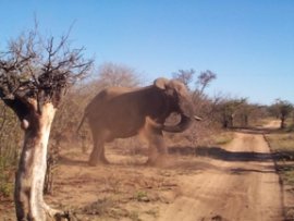 Elephant dust bath - Anne Paterson