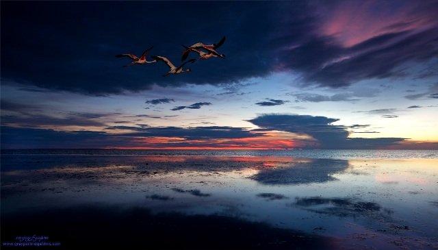 Flamingo Sunset - Sanjay Gupta