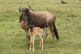 Gnu and baby - ©Keith Caverly