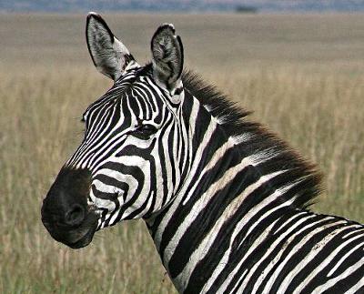 Zebra Watches Lion