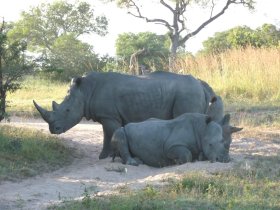 White rhinos