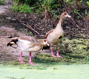 Egyptian geese