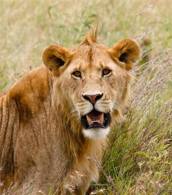 In full size, the eyes on the young male lion are absolutely mesmerizing.