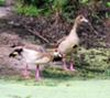 Egyptian geese