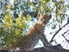 Leopard cub