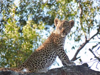 Leopard cub