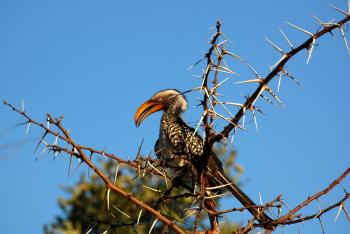 hornbill